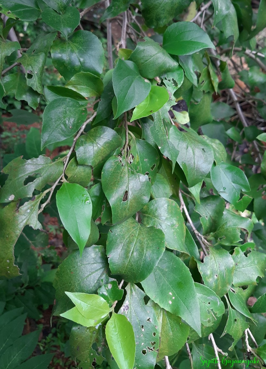 Dovyalis hebecarpa (Gardner) Warb.